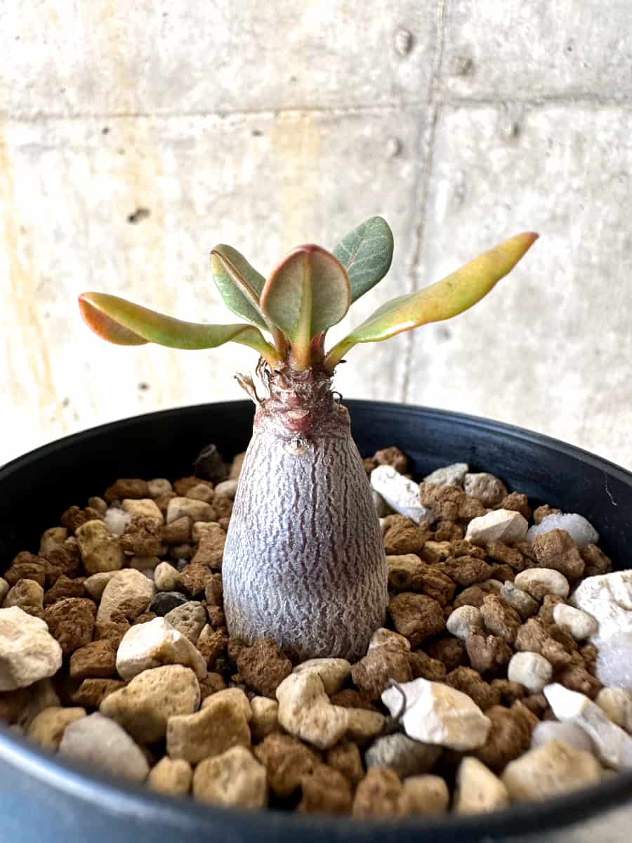 【現品限り】アデニウム・ソコトラナム【B53】 Adenium socotranum