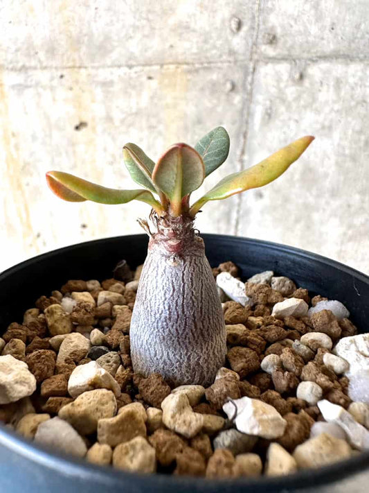 【現品限り】アデニウム・ソコトラナム【B53】 Adenium socotranum