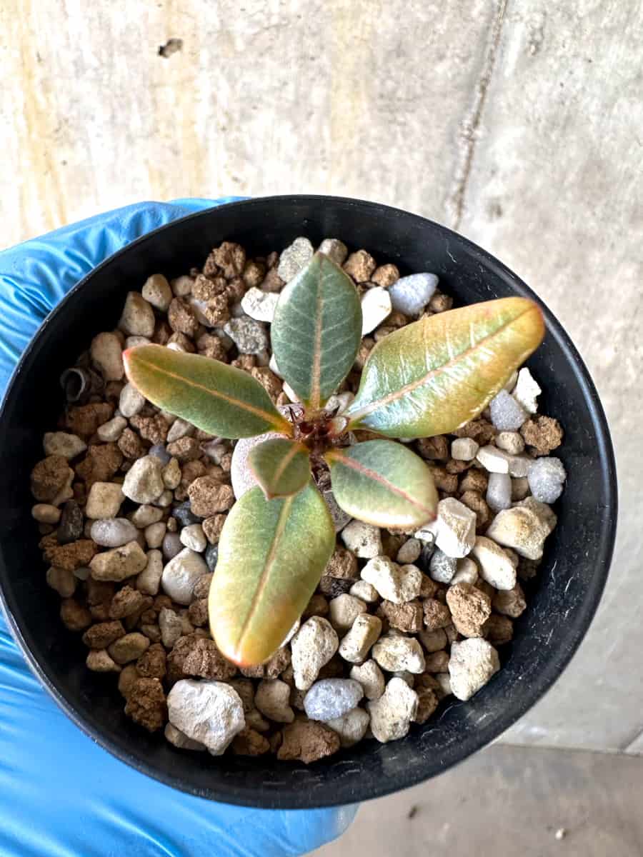 【現品限り】アデニウム・ソコトラナム【B53】 Adenium socotranum