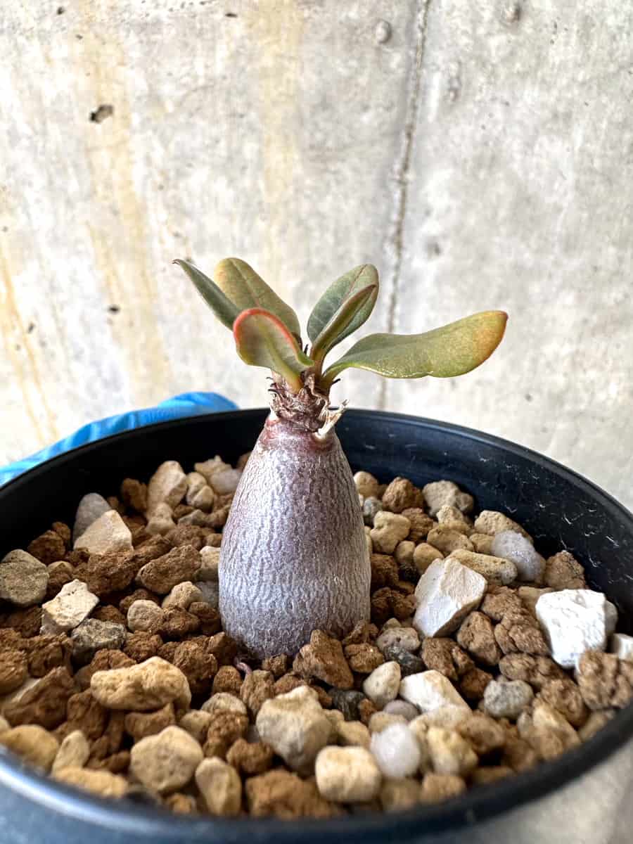 【現品限り】アデニウム・ソコトラナム【B53】 Adenium socotranum