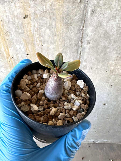 【現品限り】アデニウム・ソコトラナム【B53】 Adenium socotranum