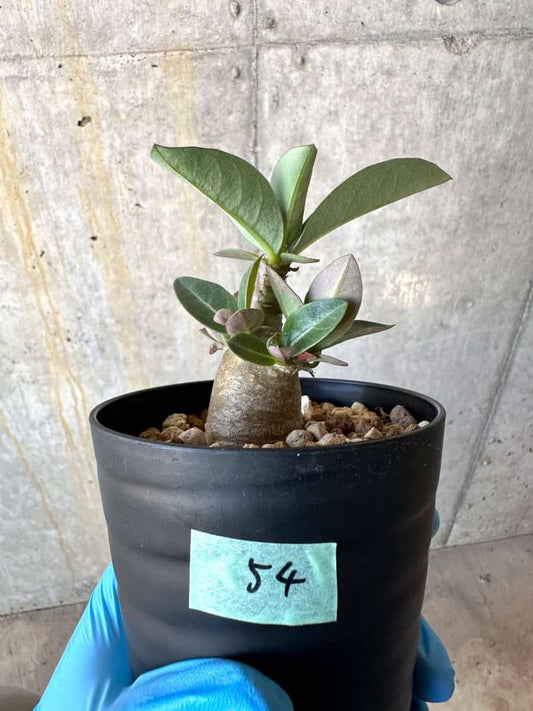 【現品限り】アデニウム【B54】 Adenium arabicum 'Haraz'