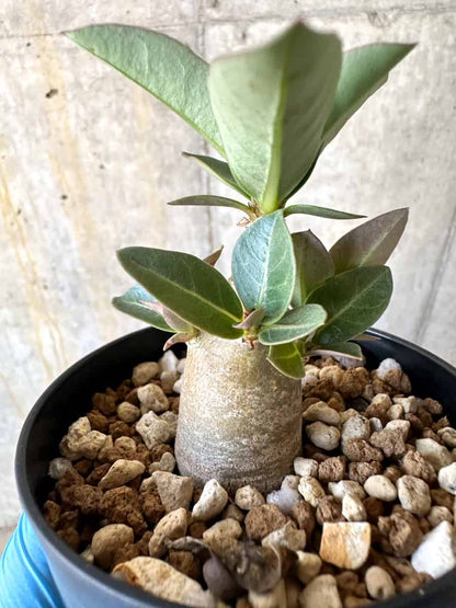 【現品限り】アデニウム【B54】 Adenium arabicum 'Haraz'