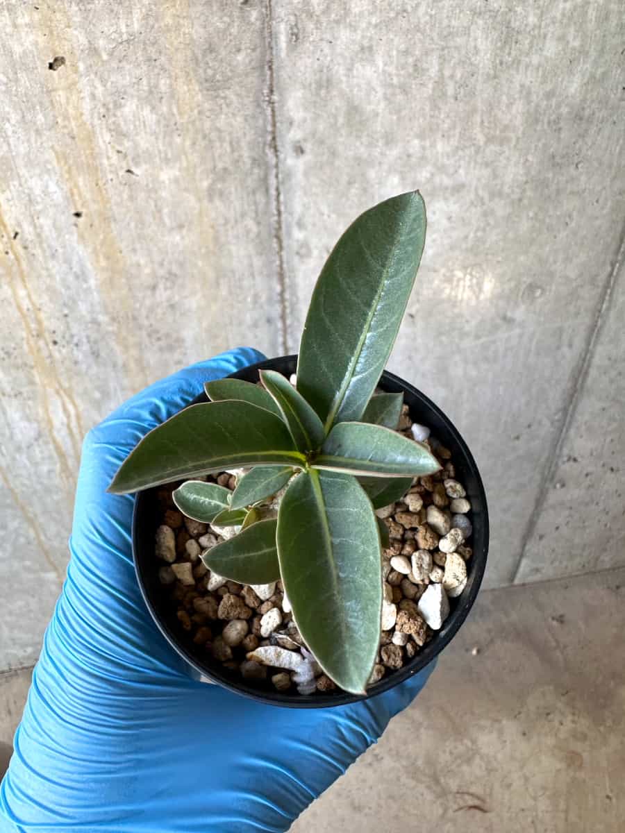 【現品限り】アデニウム【B54】 Adenium arabicum 'Haraz'