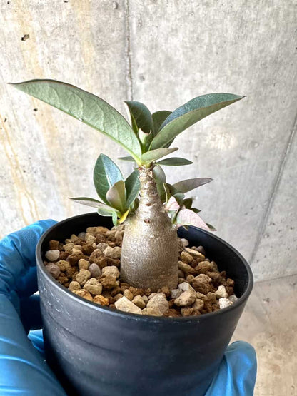 【現品限り】アデニウム【B54】 Adenium arabicum 'Haraz'