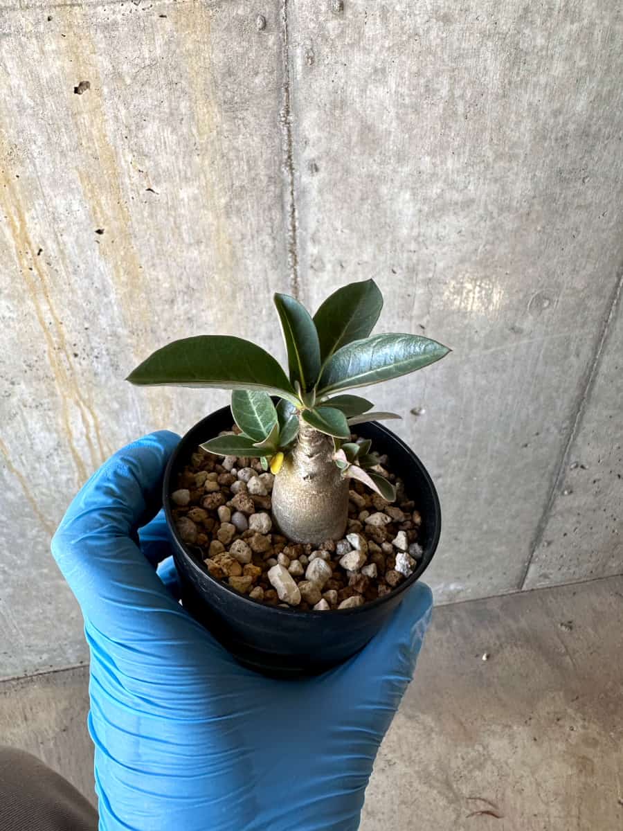 【現品限り】アデニウム【B54】 Adenium arabicum 'Haraz'