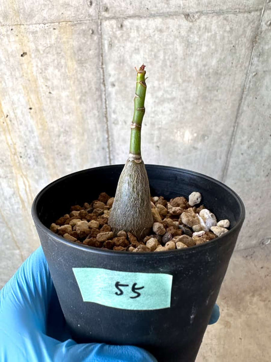 【現品限り】プセウドボンバックス・エリプティクム【B55】 Pseudobombax ellipticum 'Rubrum