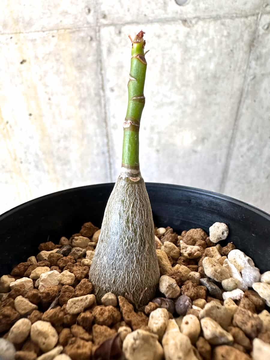 【現品限り】プセウドボンバックス・エリプティクム【B55】 Pseudobombax ellipticum 'Rubrum