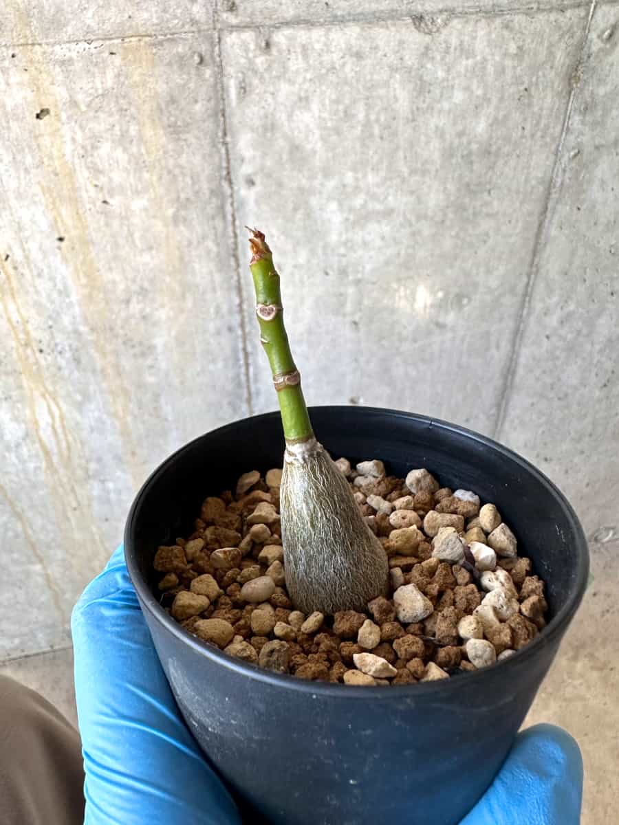 【現品限り】プセウドボンバックス・エリプティクム【B55】 Pseudobombax ellipticum 'Rubrum