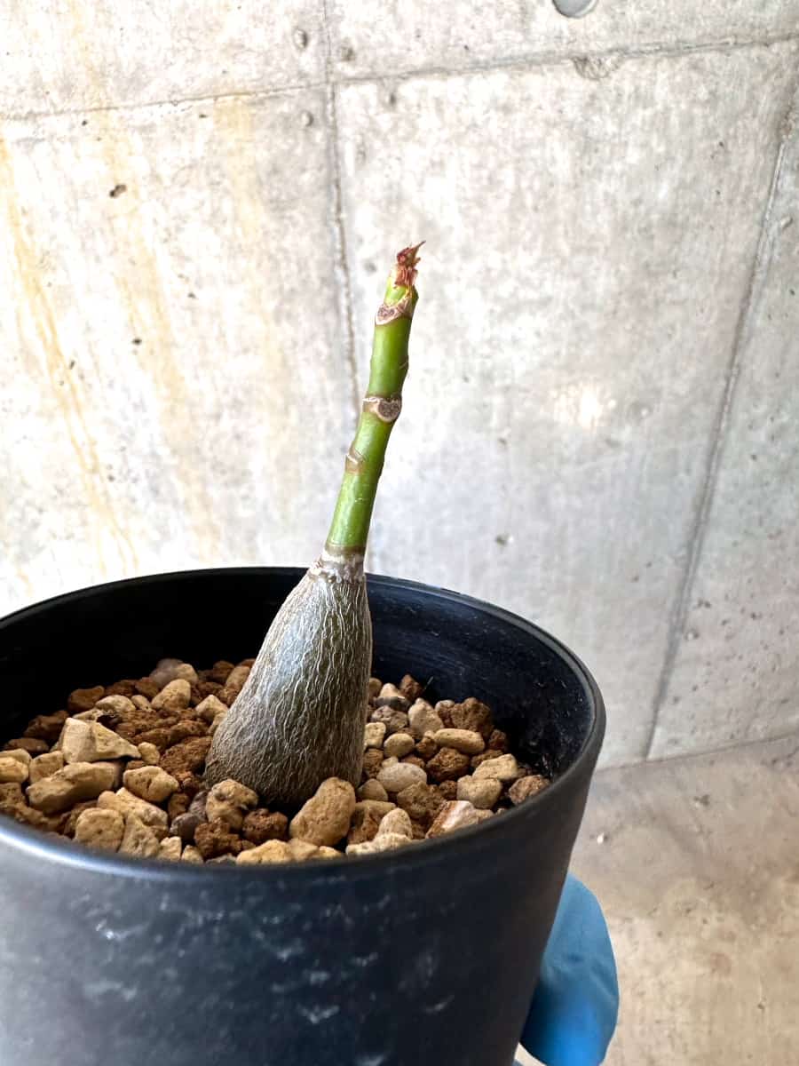 【現品限り】プセウドボンバックス・エリプティクム【B55】 Pseudobombax ellipticum 'Rubrum