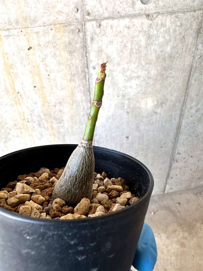 【現品限り】プセウドボンバックス・エリプティクム【B55】 Pseudobombax ellipticum 'Rubrum