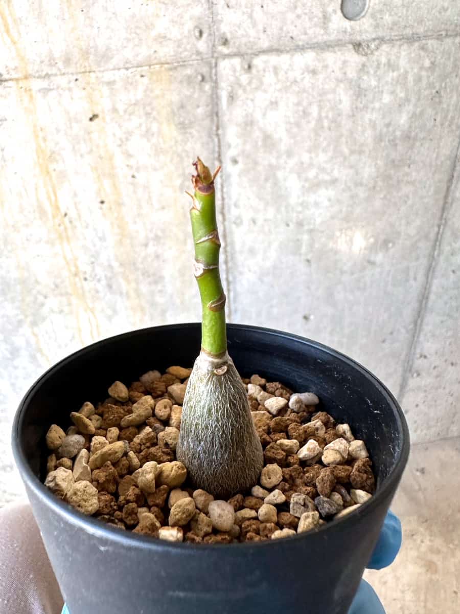 【現品限り】プセウドボンバックス・エリプティクム【B55】 Pseudobombax ellipticum 'Rubrum