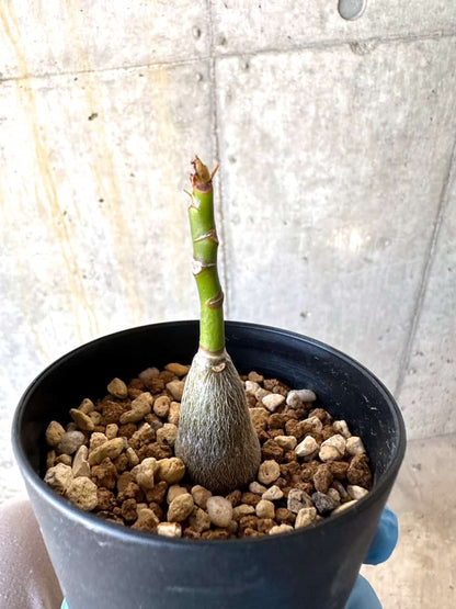 【現品限り】プセウドボンバックス・エリプティクム【B55】 Pseudobombax ellipticum 'Rubrum