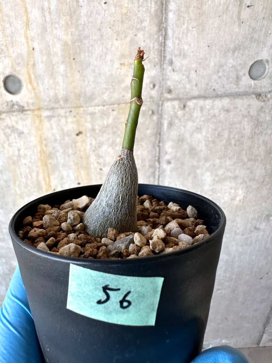 【現品限り】プセウドボンバックス・エリプティクム【B56】 Pseudobombax ellipticum 'Rubrum