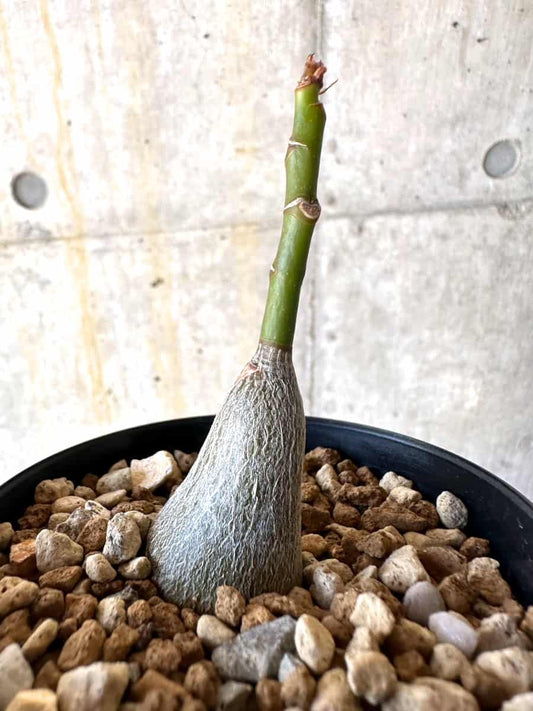 【現品限り】プセウドボンバックス・エリプティクム【B56】 Pseudobombax ellipticum 'Rubrum