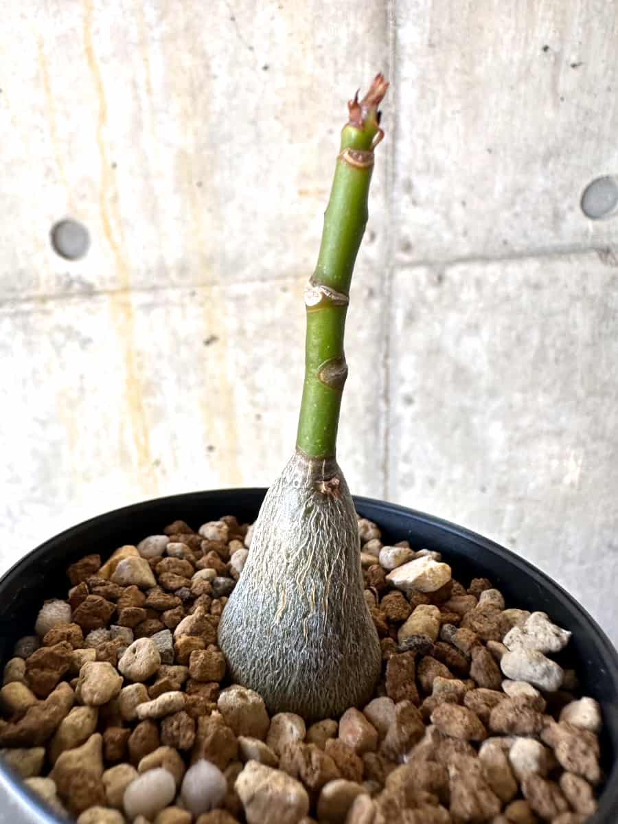 【現品限り】プセウドボンバックス・エリプティクム【B56】 Pseudobombax ellipticum 'Rubrum