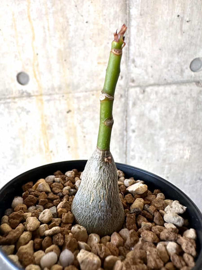 【現品限り】プセウドボンバックス・エリプティクム【B56】 Pseudobombax ellipticum 'Rubrum