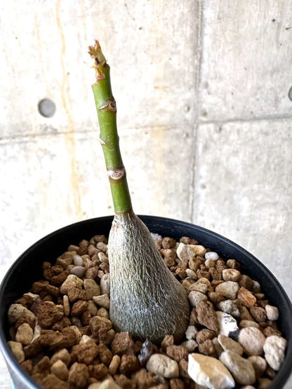 【現品限り】プセウドボンバックス・エリプティクム【B56】 Pseudobombax ellipticum 'Rubrum