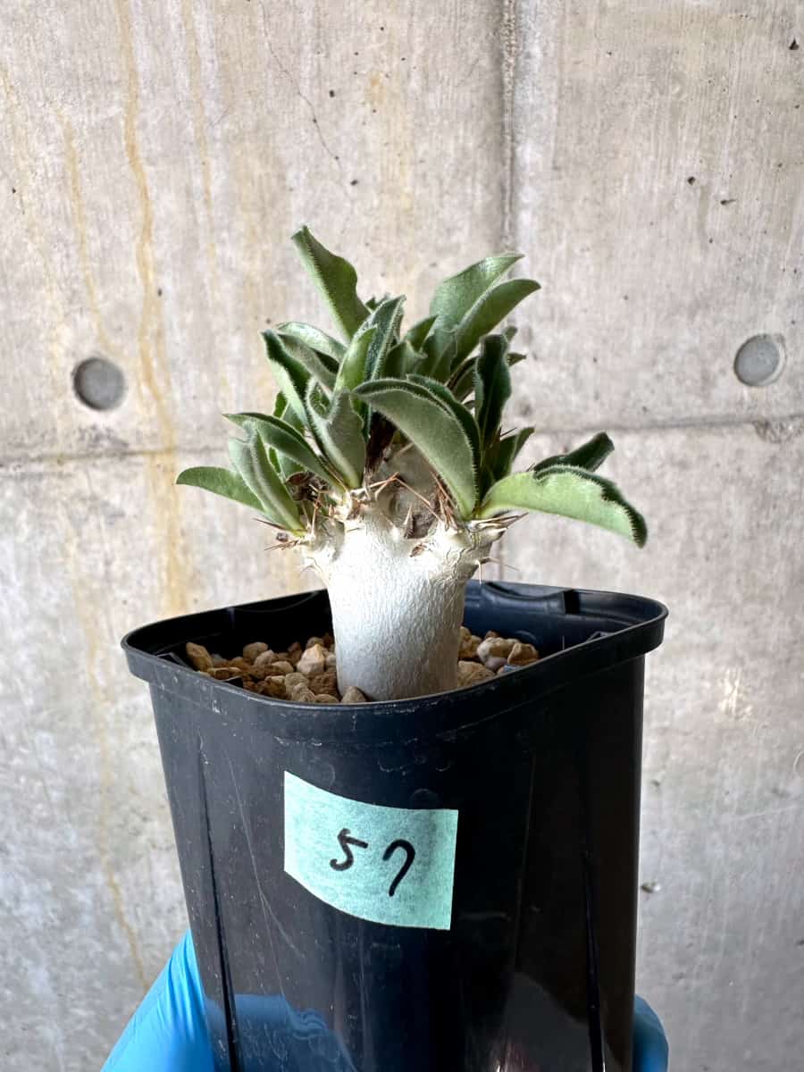 【現品限り】パキポディウム・サンデルシー【B57】 Pachypodium enigmaticum