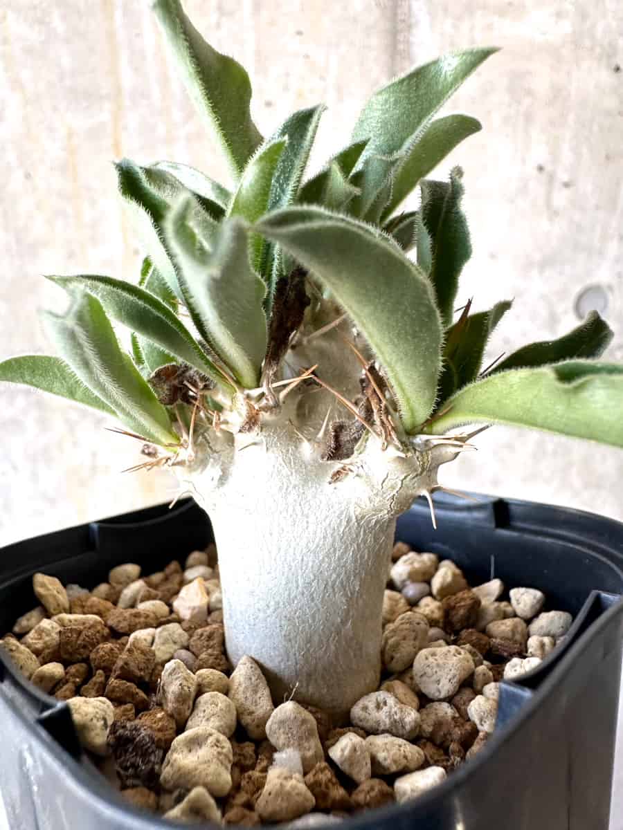 【現品限り】パキポディウム・サンデルシー【B57】 Pachypodium enigmaticum