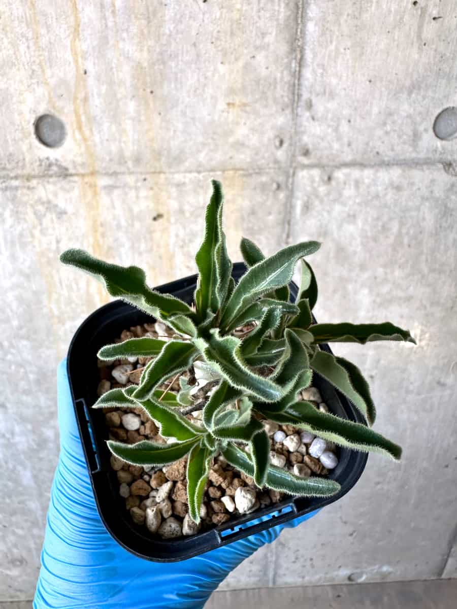 【現品限り】パキポディウム・サンデルシー【B57】 Pachypodium enigmaticum