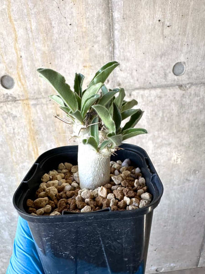【現品限り】パキポディウム・サンデルシー【B57】 Pachypodium enigmaticum