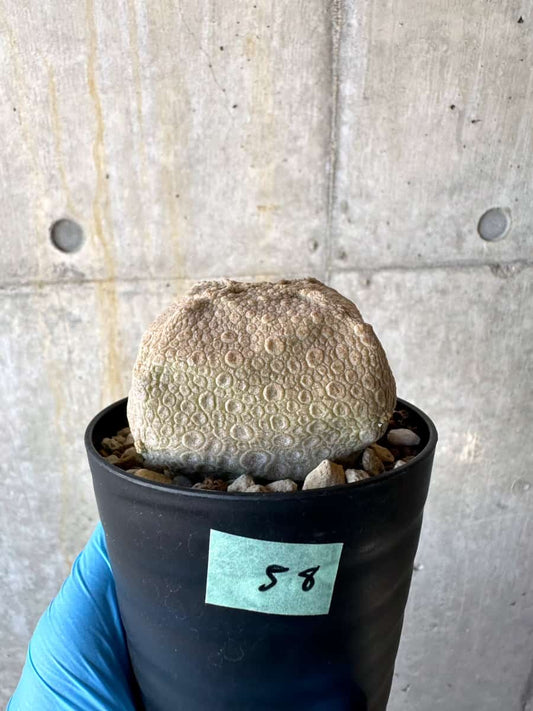 【現品限り】プセウドリトス・クビフォルメ【B58】 Pseudolithos cubiforme