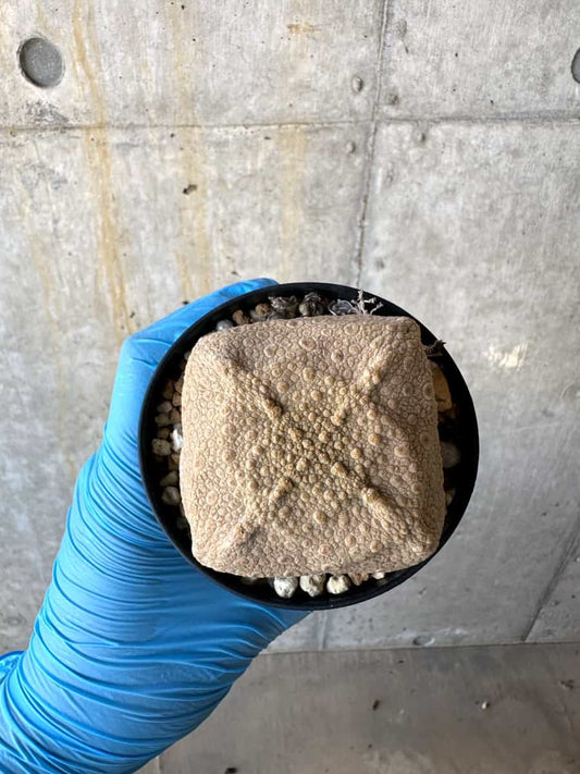 【現品限り】プセウドリトス・クビフォルメ【B58】 Pseudolithos cubiforme