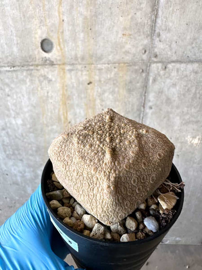 【現品限り】プセウドリトス・クビフォルメ【B58】 Pseudolithos cubiforme