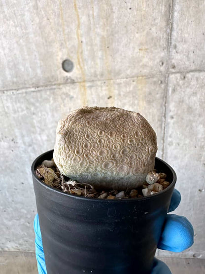 【現品限り】プセウドリトス・クビフォルメ【B58】 Pseudolithos cubiforme