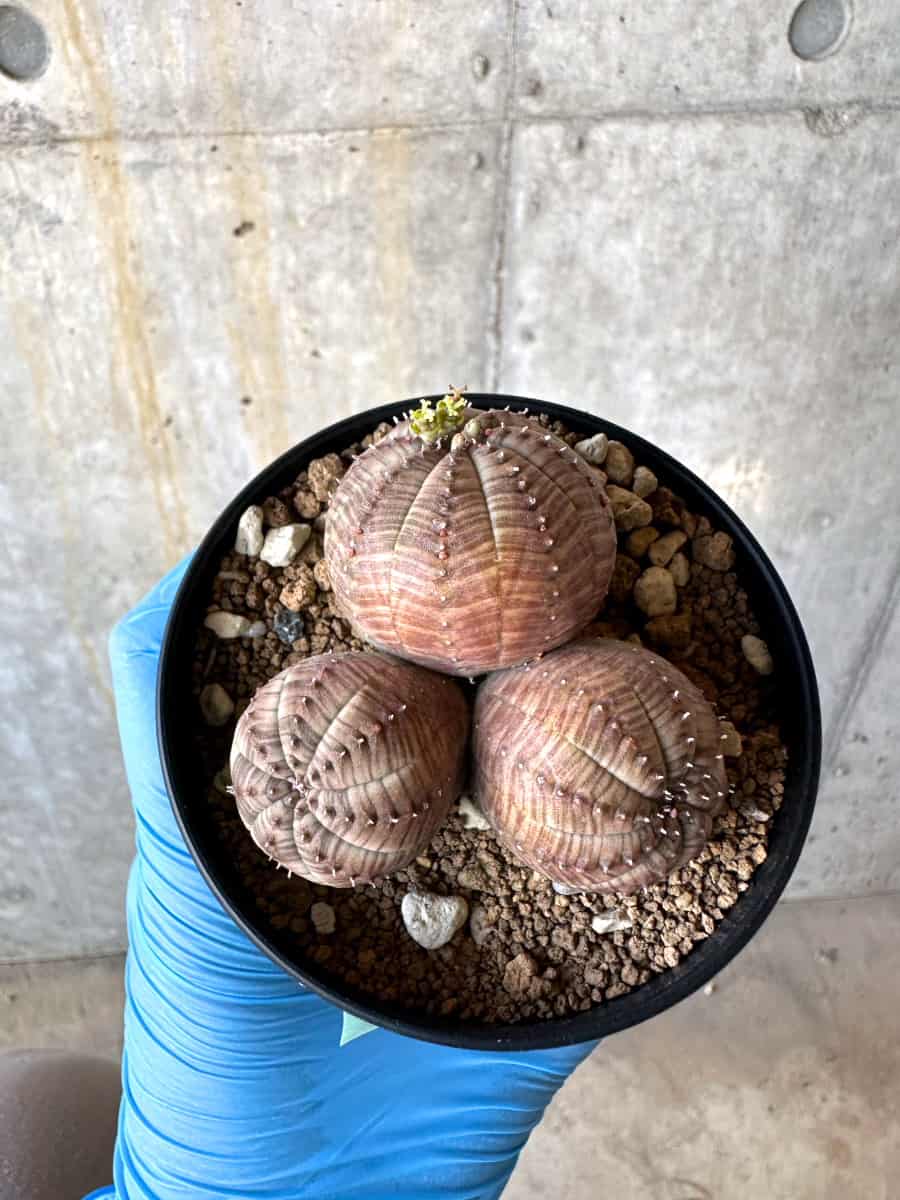 現品限り】ユーフォルビア・オベサ 多頭【B59】 Euphorbia obesa 塊根