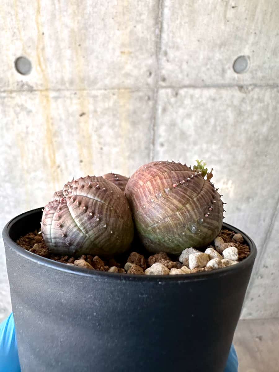 ユーフォルビア　オベサ多頭 現品限り】ユーフォルビア・オベサ 多頭【B59】 Euphorbia obesa 塊根