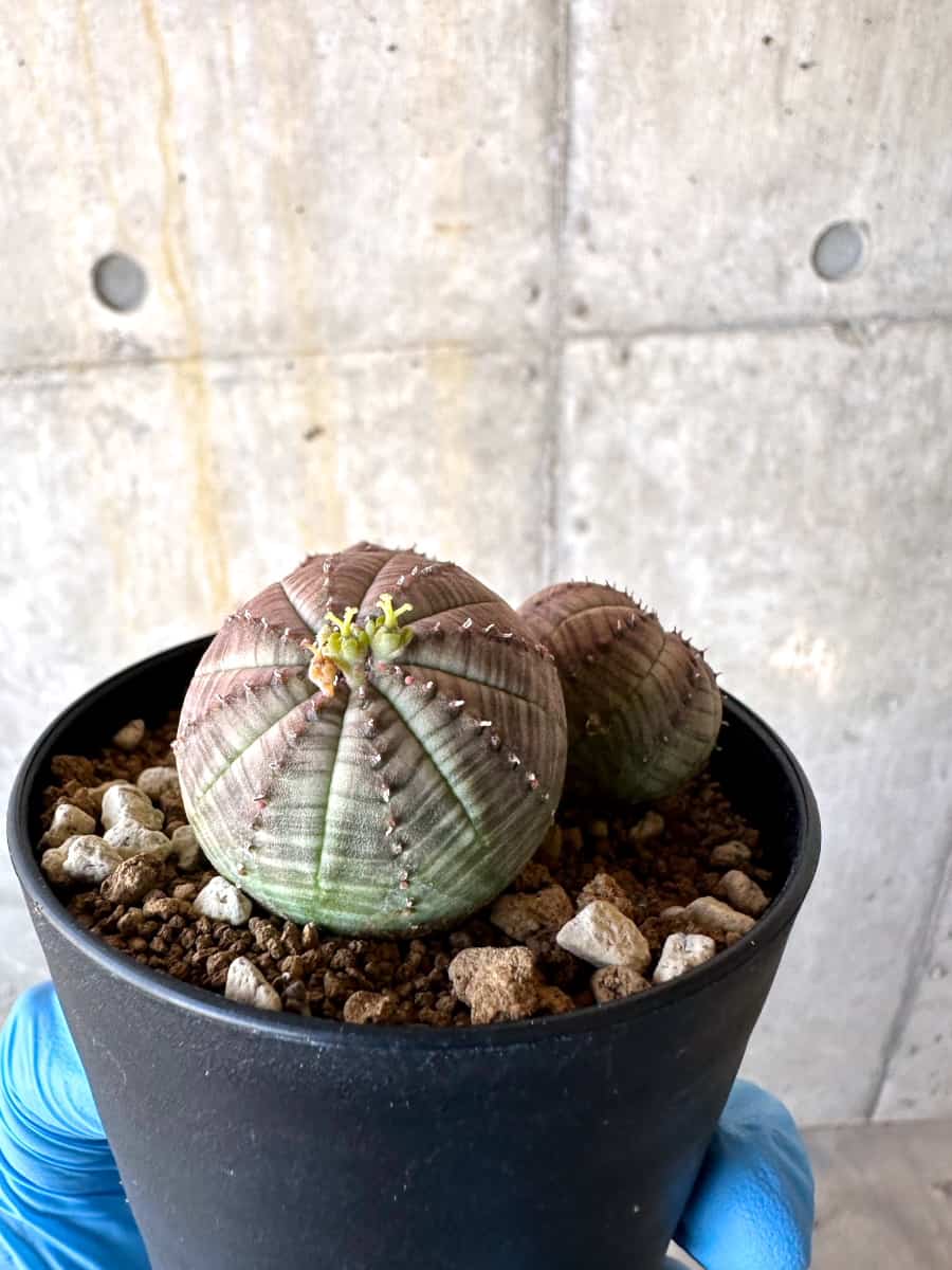 現品限り】ユーフォルビア・オベサ 多頭【B59】 Euphorbia obesa 塊根