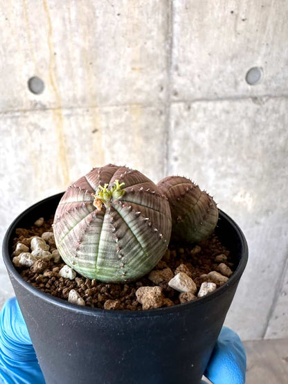 【現品限り】ユーフォルビア・オベサ 多頭【B59】 Euphorbia obesa