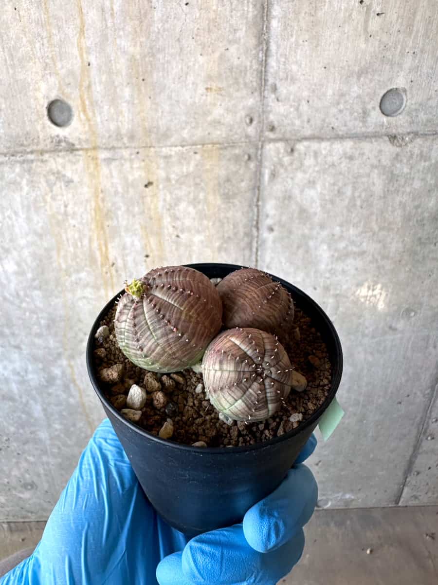 【現品限り】ユーフォルビア・オベサ 多頭【B59】 Euphorbia obesa