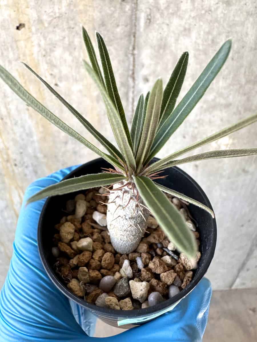 現品限り】パキポディウム・グラキリス【B5】 Pachypodium gracilius