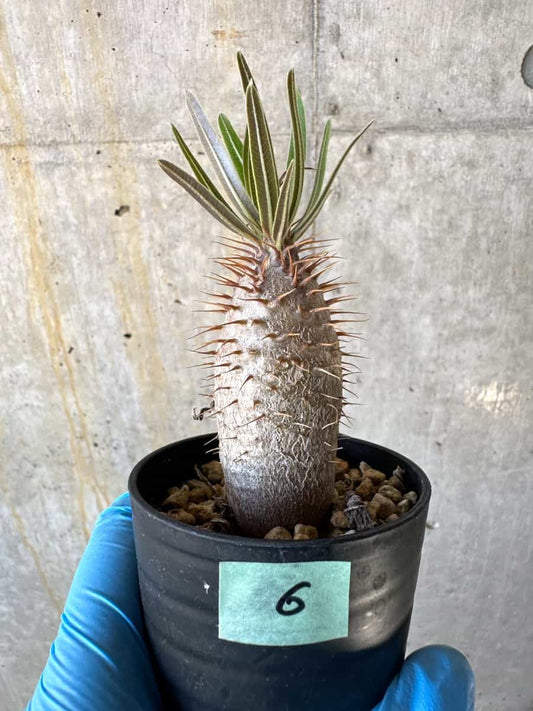【現品限り】パキポディウム・グラキリス【B6】 Pachypodium gracilius