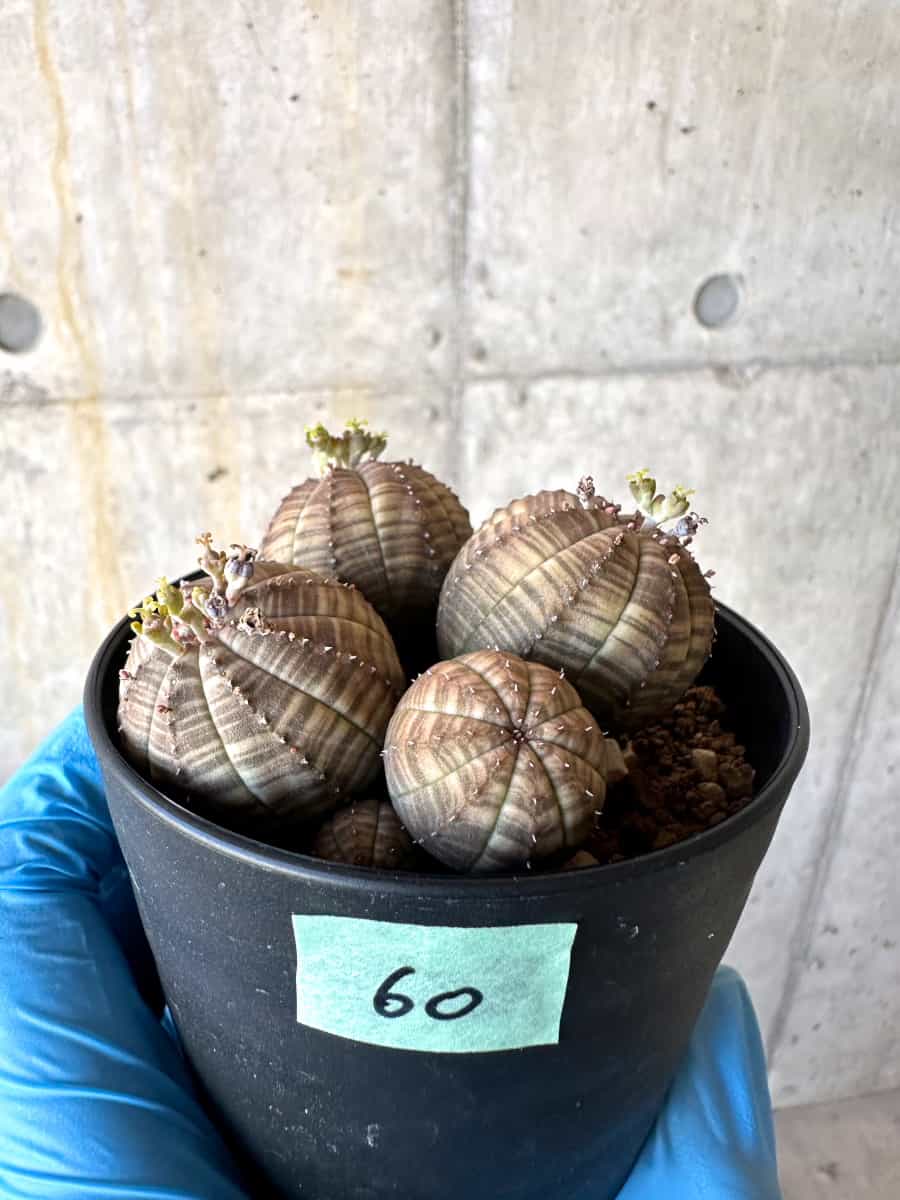 【現品限り】ユーフォルビア・オベサ 多頭【B60】 Euphorbia obesa