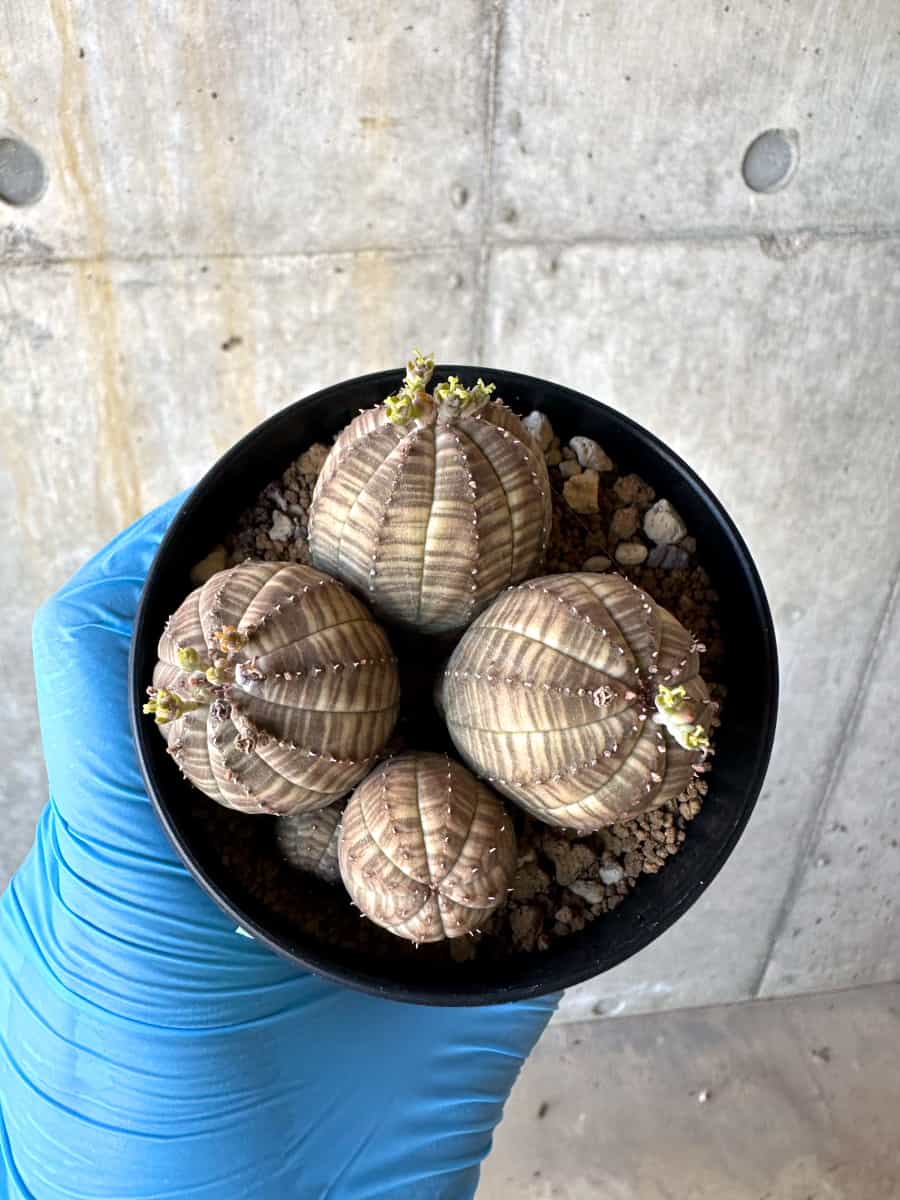 【現品限り】ユーフォルビア・オベサ 多頭【B60】 Euphorbia obesa