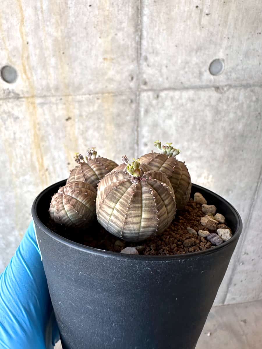 【現品限り】ユーフォルビア・オベサ 多頭【B60】 Euphorbia obesa