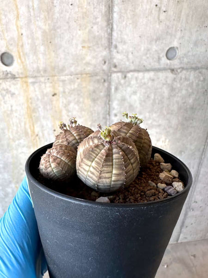 【現品限り】ユーフォルビア・オベサ 多頭【B60】 Euphorbia obesa