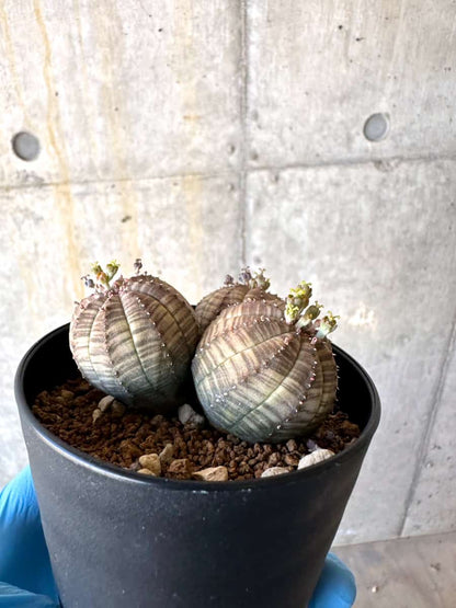 【現品限り】ユーフォルビア・オベサ 多頭【B60】 Euphorbia obesa