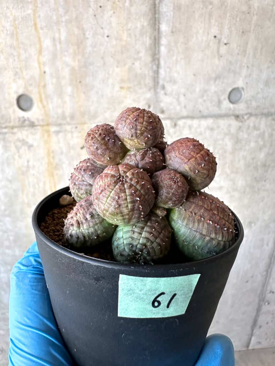 【現品限り】ユーフォルビア・オベサ 多頭【B61】 Euphorbia obesa