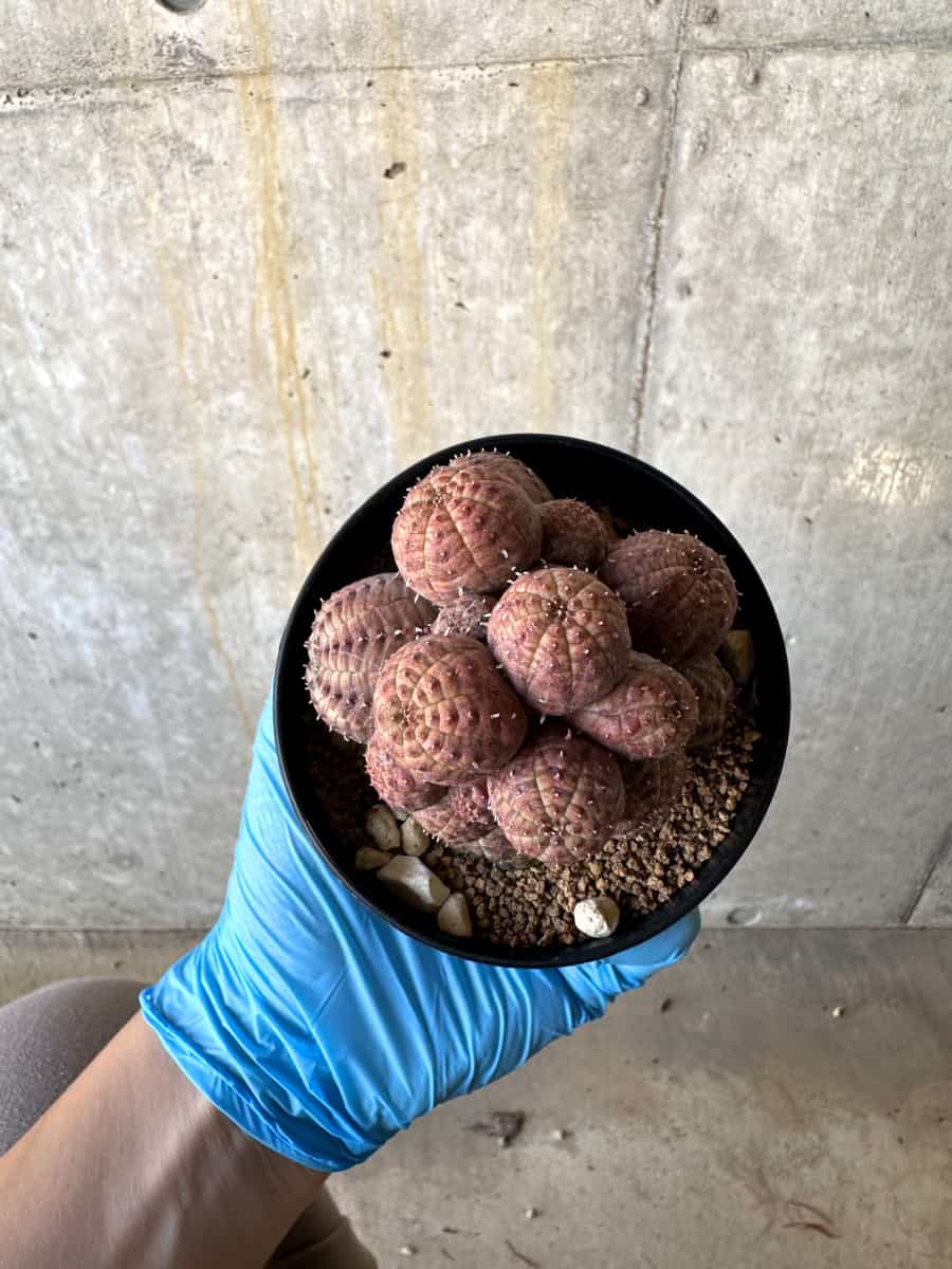 【現品限り】ユーフォルビア・オベサ 多頭【B61】 Euphorbia obesa