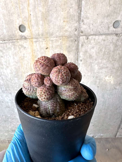 【現品限り】ユーフォルビア・オベサ 多頭【B61】 Euphorbia obesa