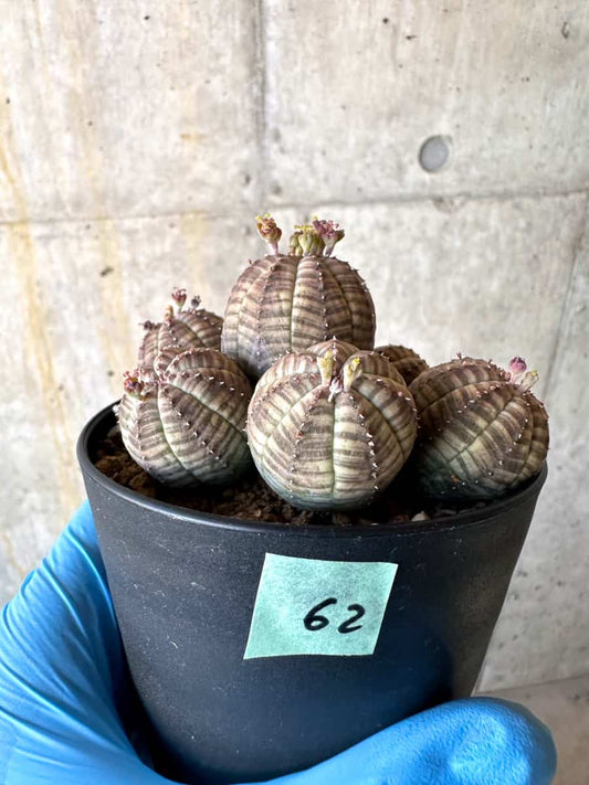 【現品限り】ユーフォルビア・オベサ 多頭【B62】 Euphorbia obesa