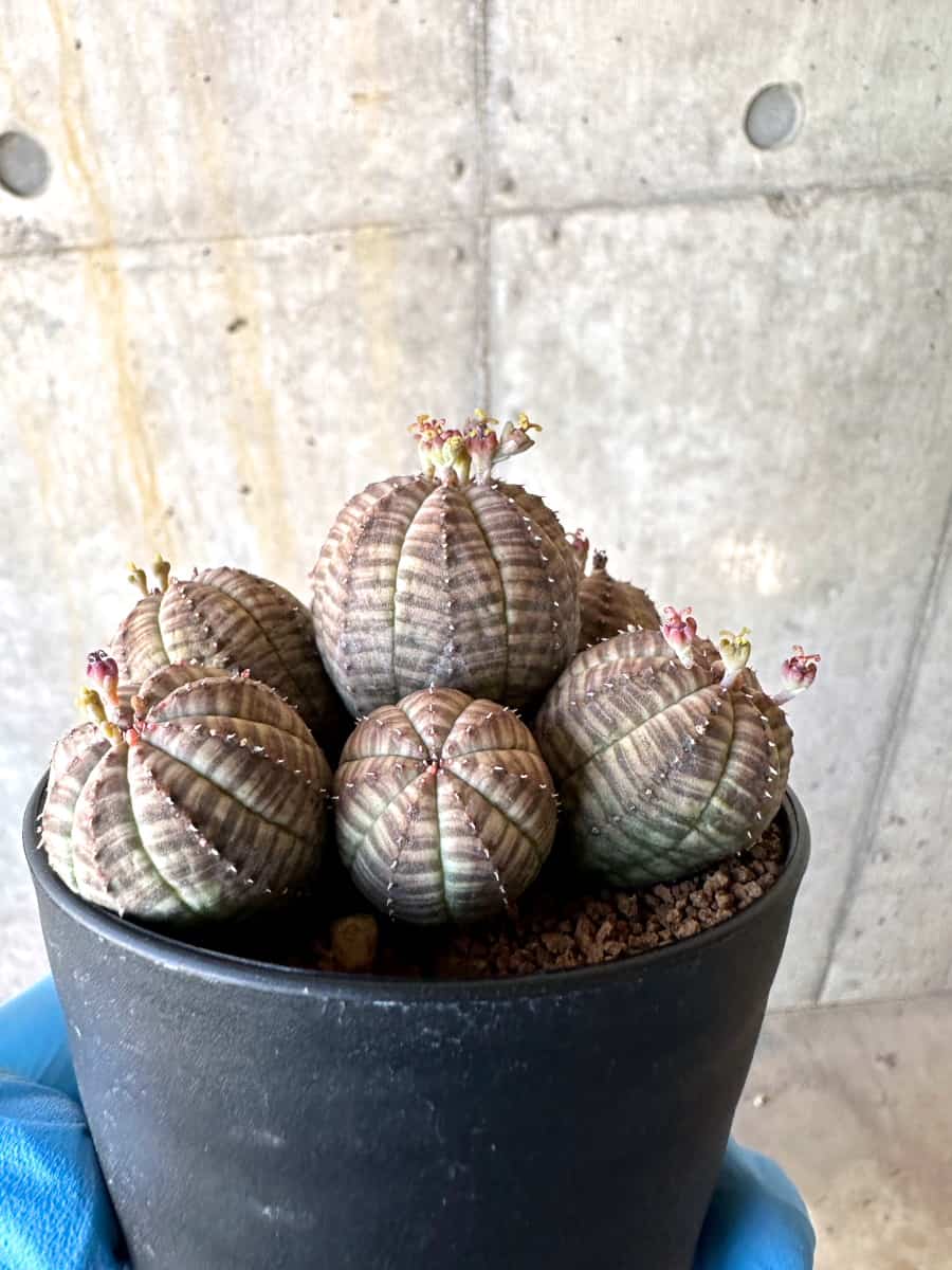 【現品限り】ユーフォルビア・オベサ 多頭【B62】 Euphorbia obesa
