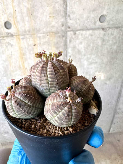 【現品限り】ユーフォルビア・オベサ 多頭【B62】 Euphorbia obesa