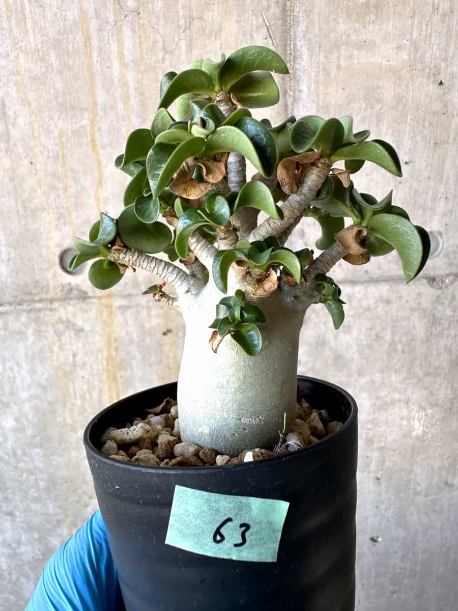 【現品限り】アデニウム・DHA 葉巻【B63】 Adenium DHA