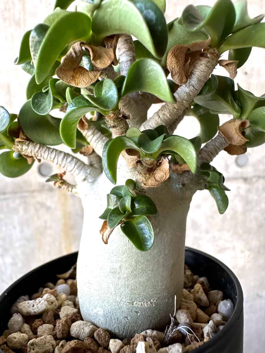 【現品限り】アデニウム・DHA 葉巻【B63】 Adenium DHA